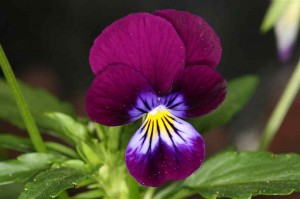 Purple Flower with blue and yellow center